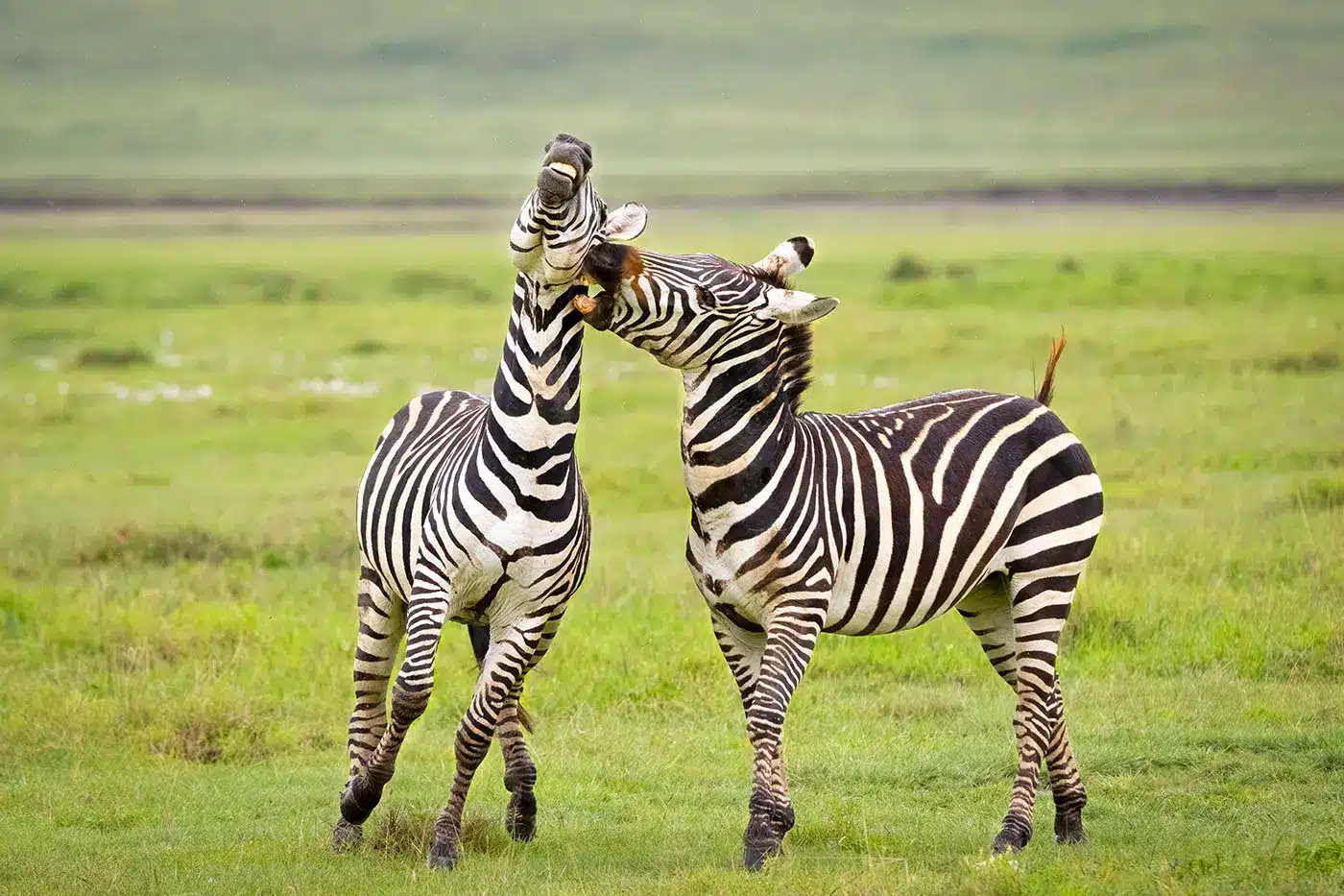 4 Days Safari — Serengeti & Ngorongoro