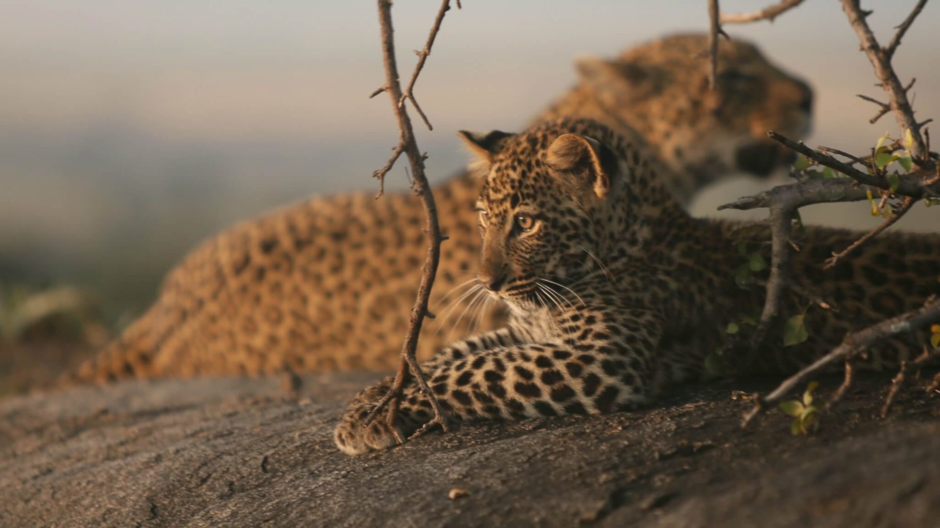 5-Day Tanzania Safari