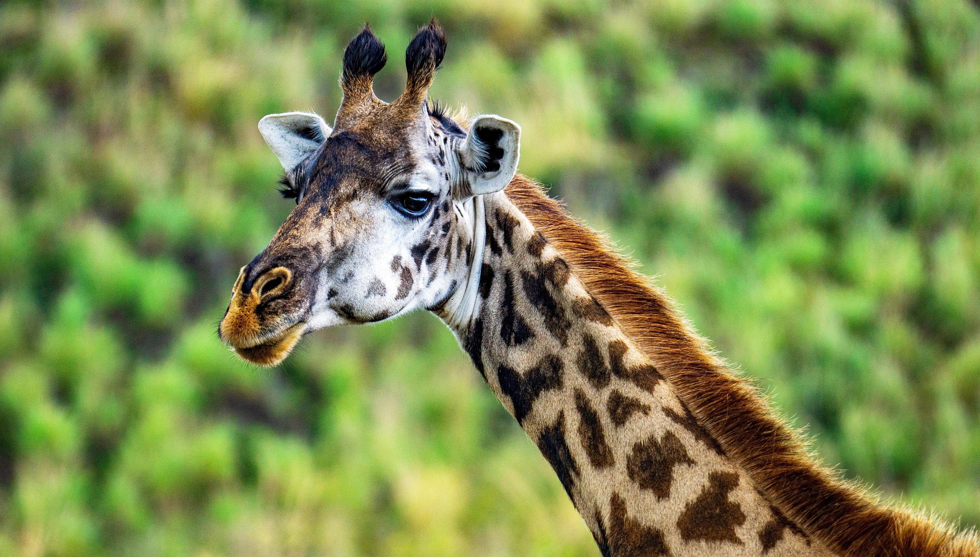 Arusha National Park