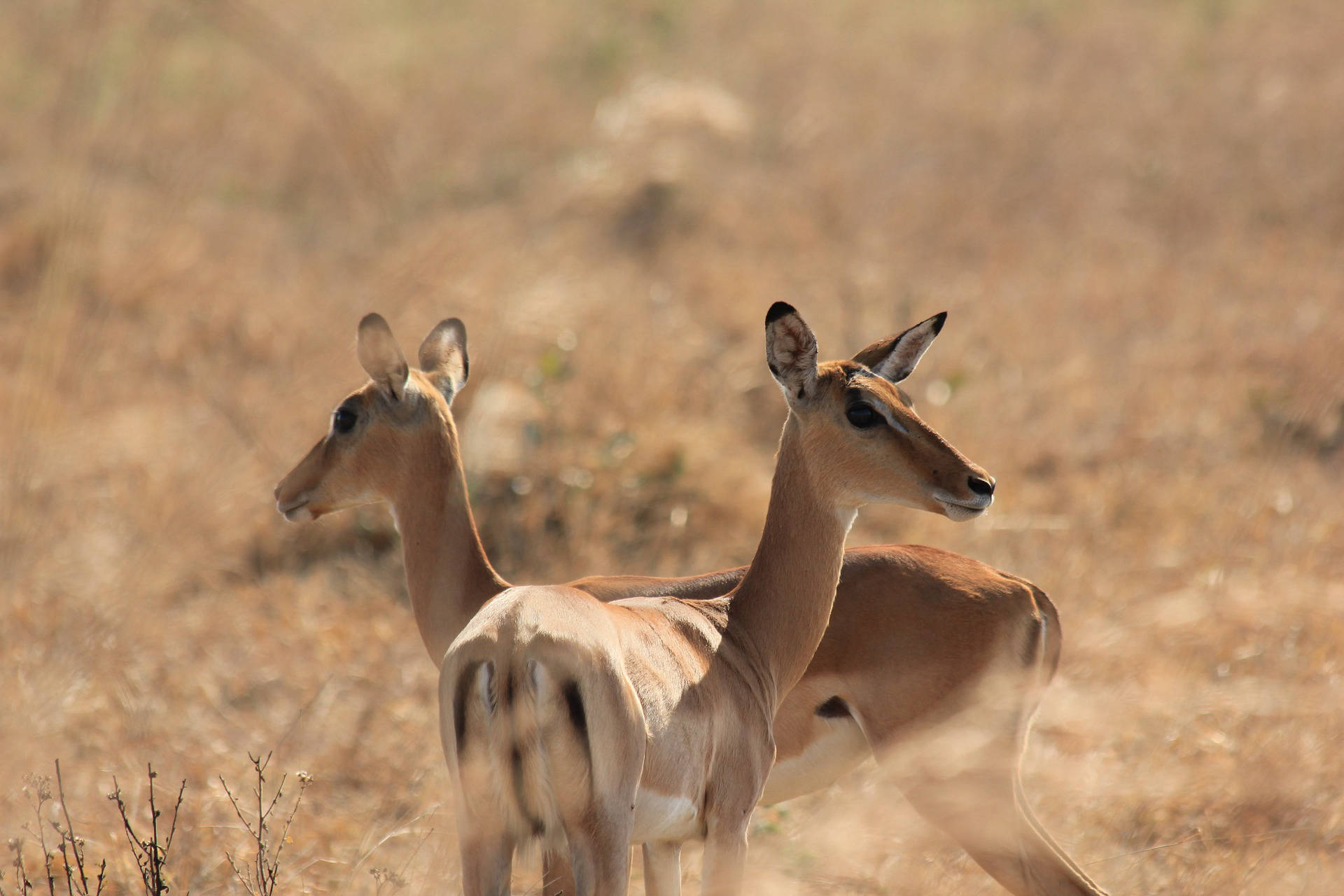 Mikumi National Park