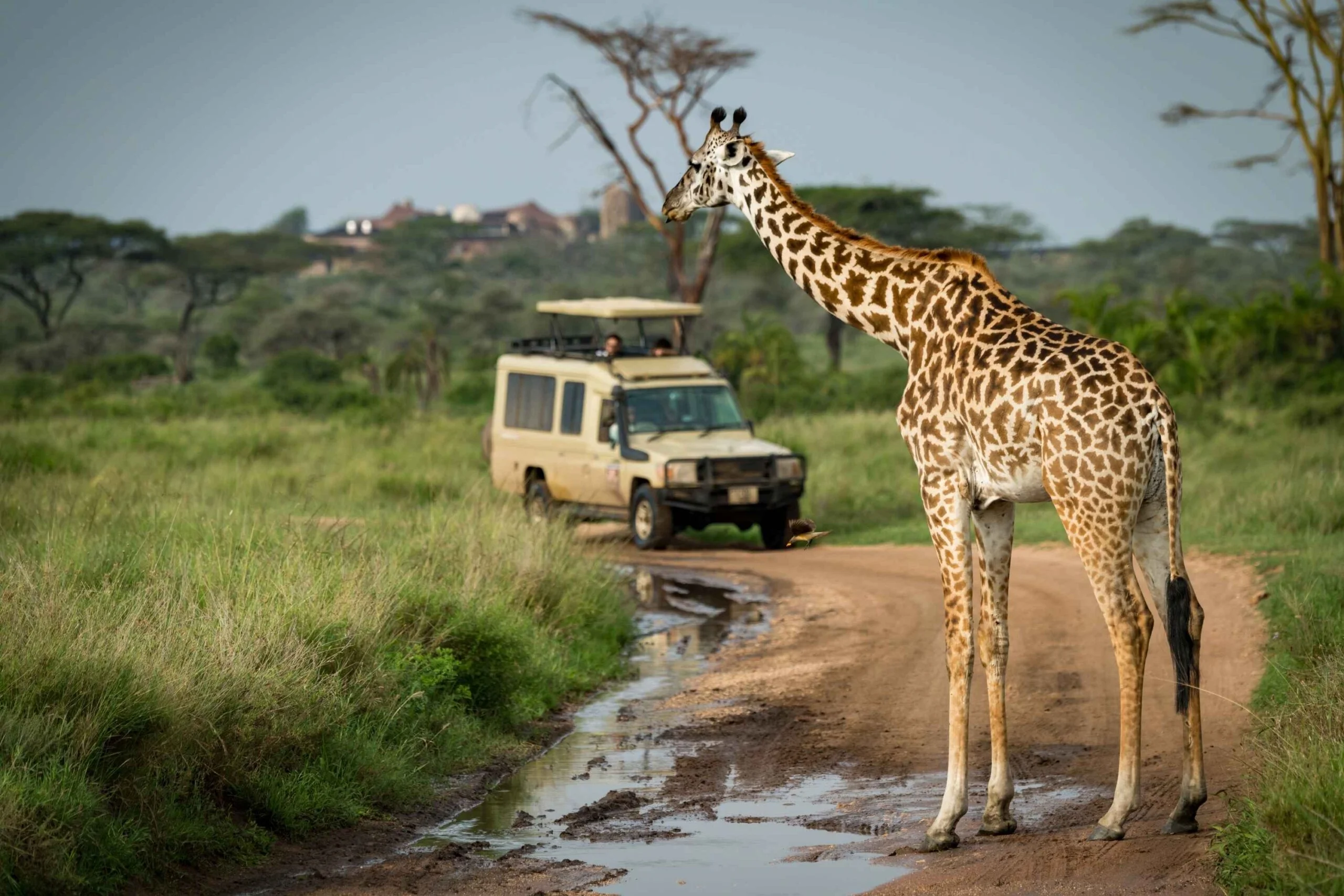 Tanzania Safaris